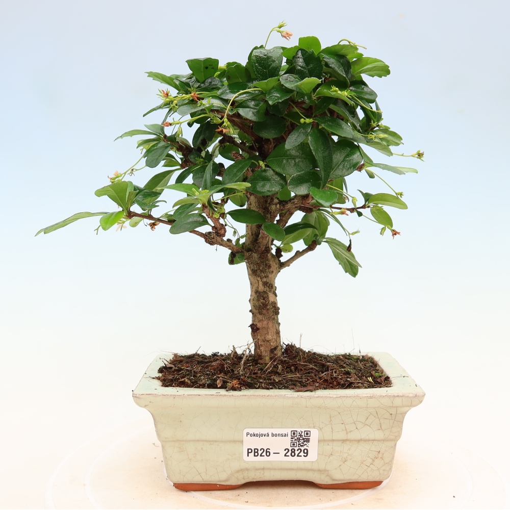 Kamerbonsai - Carmona macrophylla - Thee fuki
