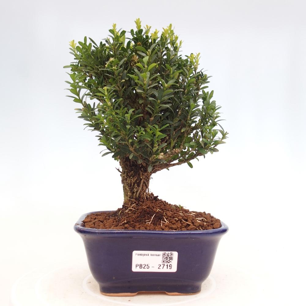 Kamerbonsai - Buxus harlandii - kurk buxus