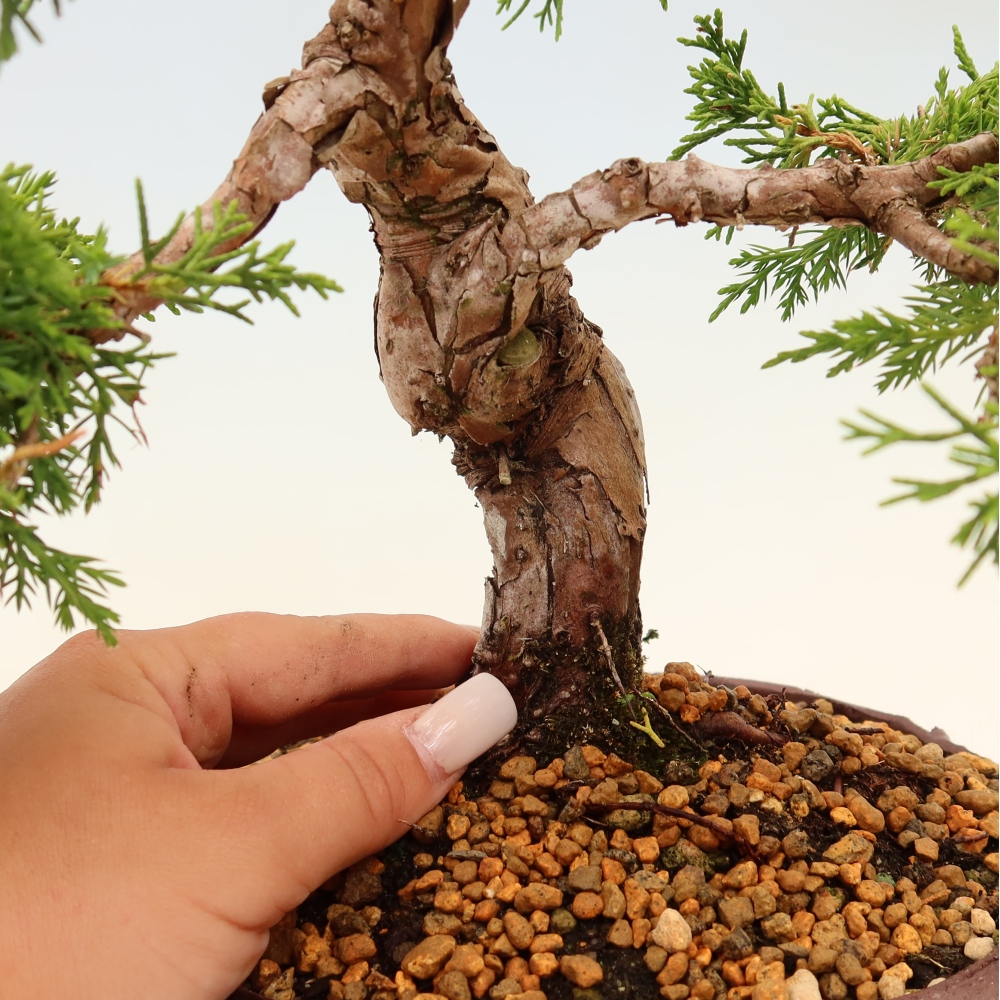 Bonsai voor buiten - Juniperus chinensis Itoigawa