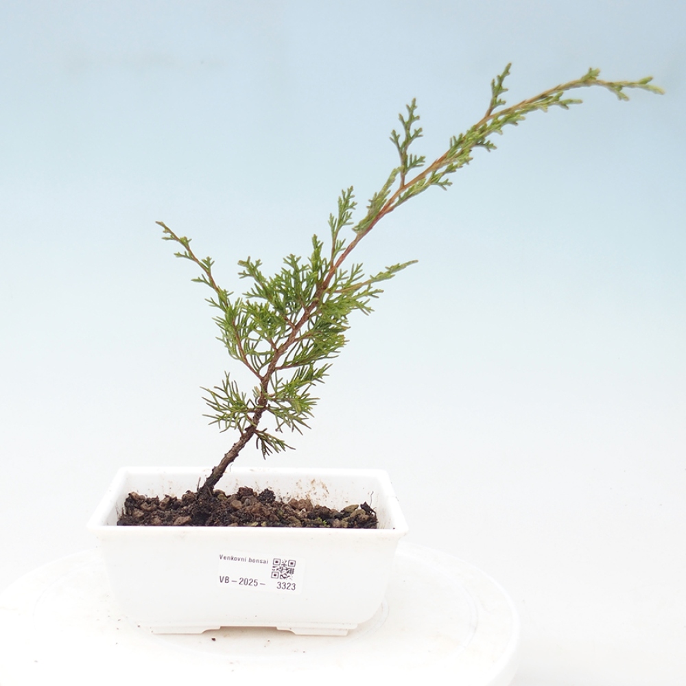 Bonsai voor buiten - Juniperus chinensis Itoigawa