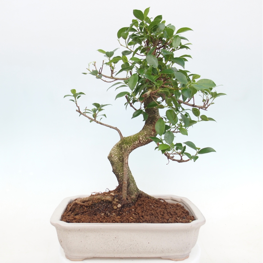 Kamerbonsai - Ficus kimmen - kleinbladige ficus