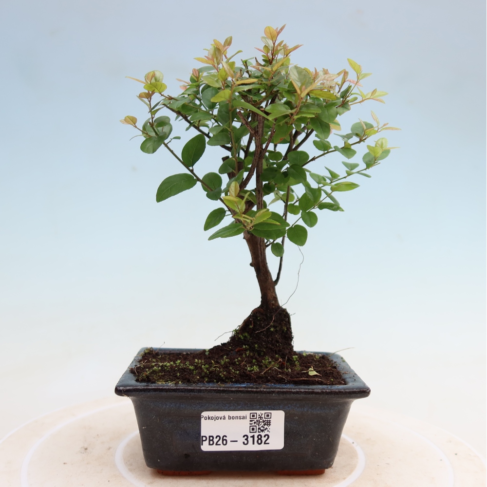 Kamerbonsai - Sageretia thea - Sageretia thea