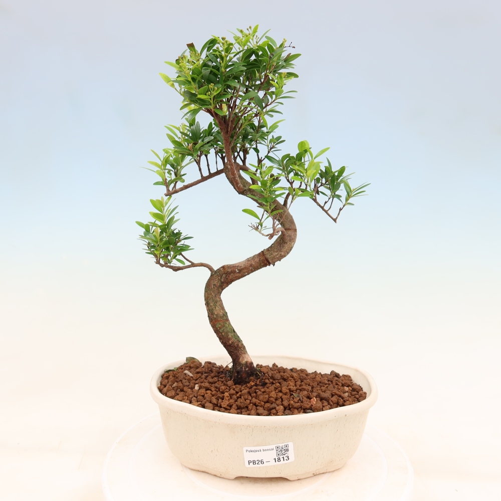 Kamerbonsai - Syzygium - Pimento