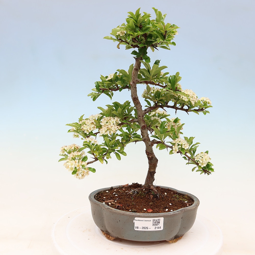 Buitenbonsai - Pyracantha teton - Vuurdoorn