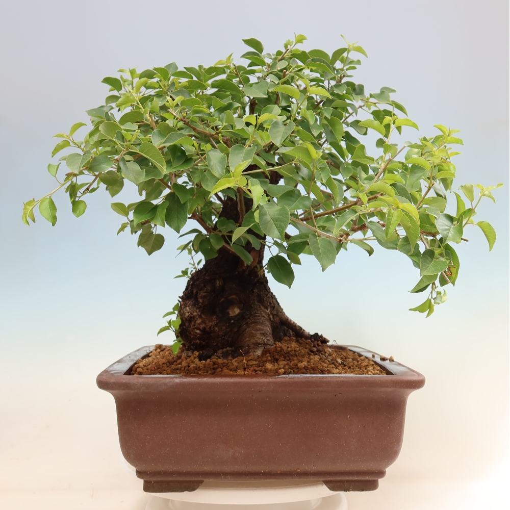 Bonsai voor buiten - Mahalebka - Prunus mahaleb