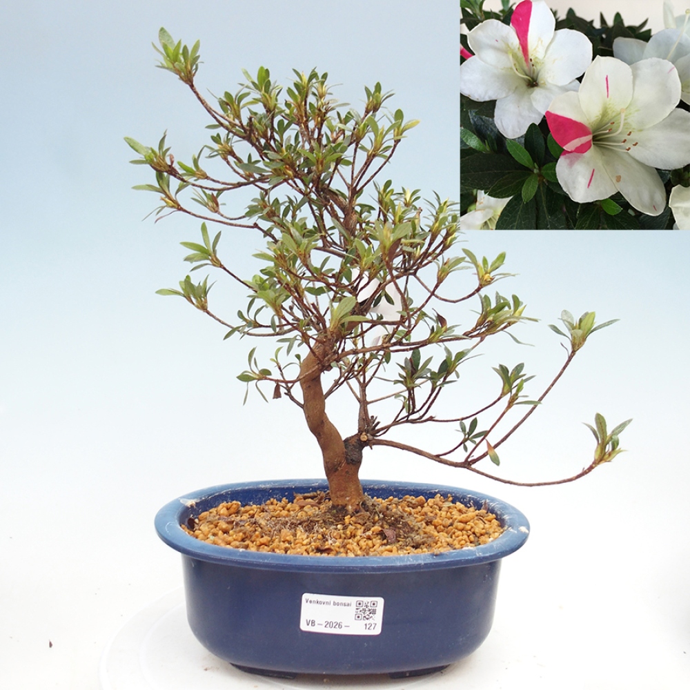 Bonsai voor buiten - Japanse Azalea - Azalea Suigootome