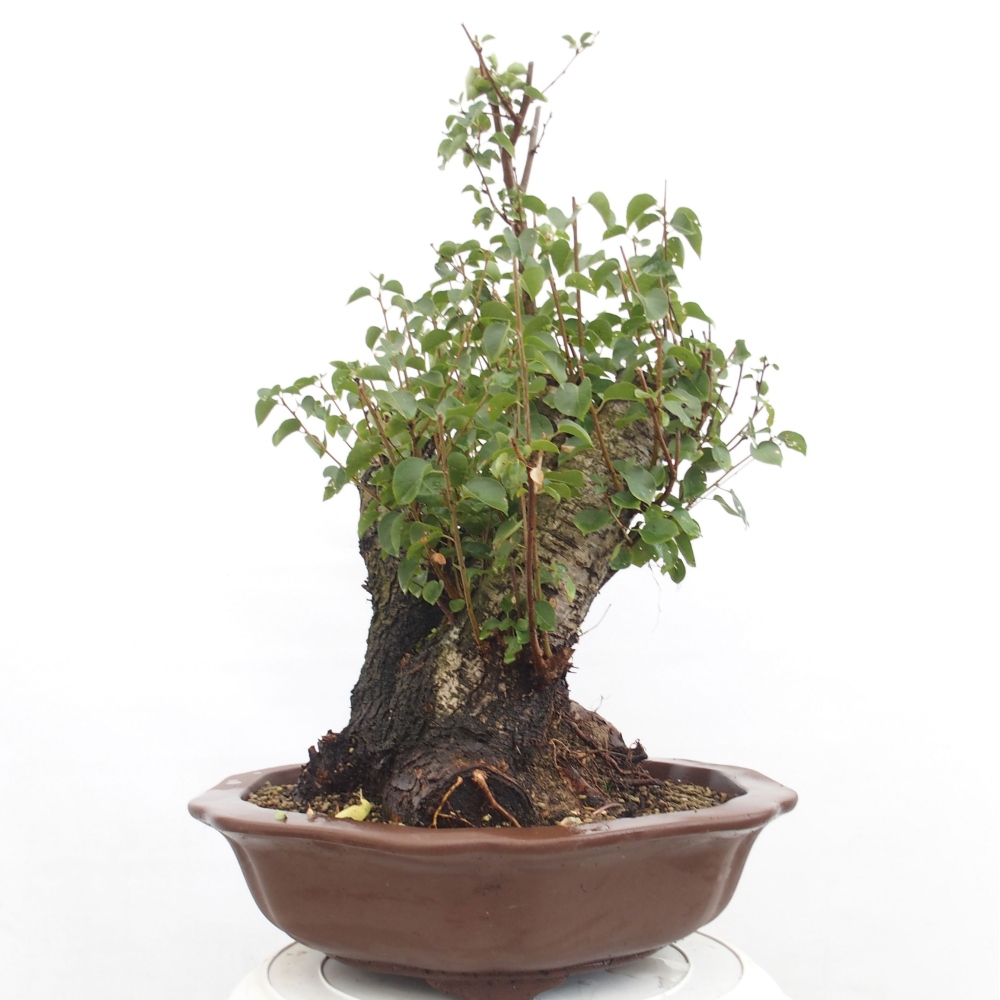 Bonsai voor buiten - Mahalebka - Prunus mahaleb