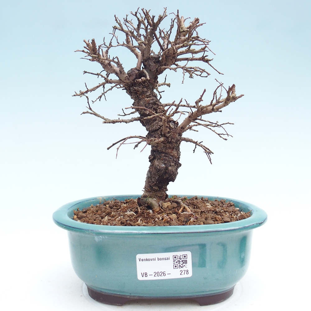 Bonsai voor buiten - Zelkova - Zelkova NIRE