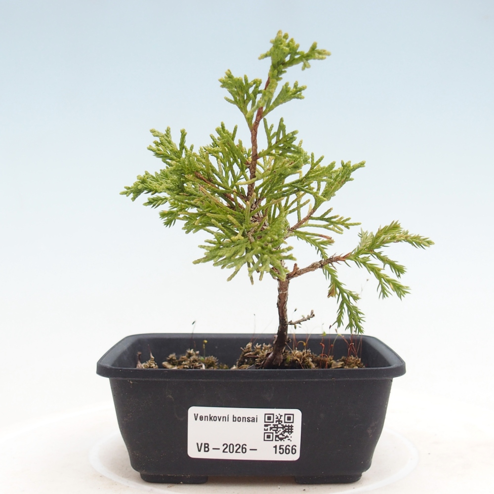 Bonsai voor buiten - Juniperus chinensis Itoigawa