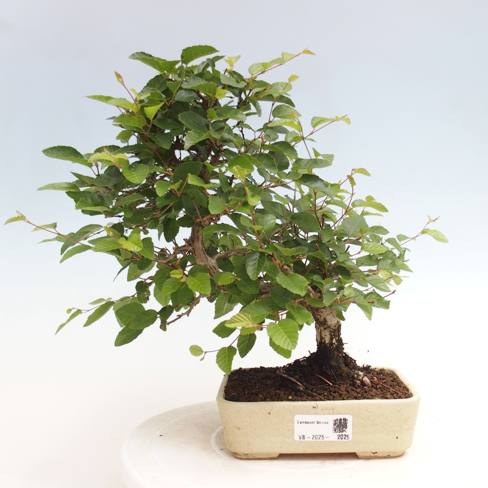 Bonsai voor buiten -Carpinus CARPINOIDES - Koreaanse haagbeuk