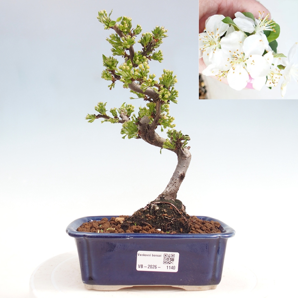 Bonsai voor buiten - Malus sargentii - Appelboom met kleine vruchten
