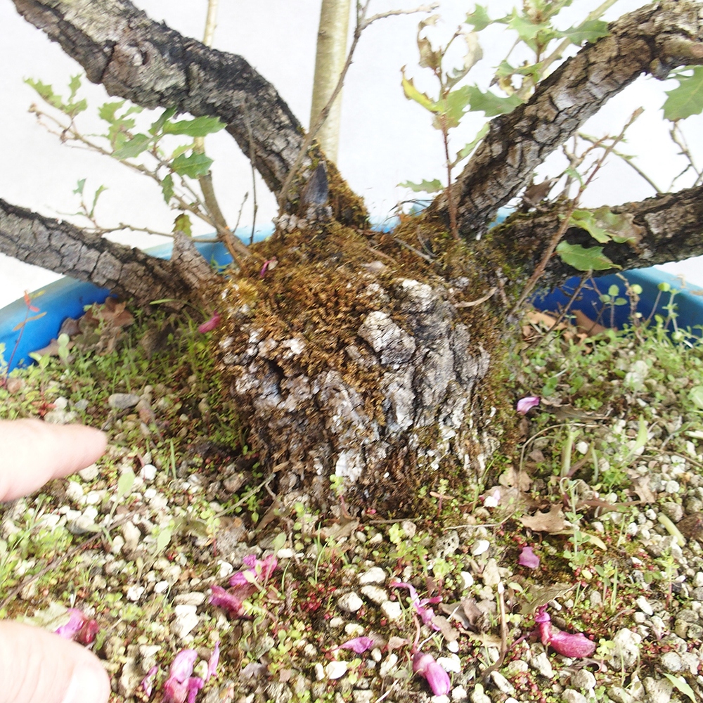 Buiten bonsai Quercus Cerris - Eik Cer