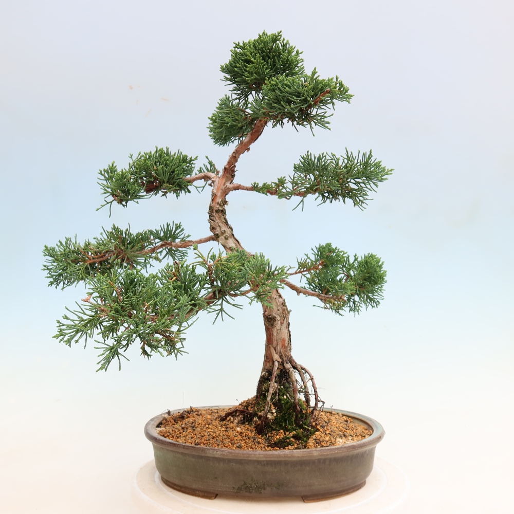 Bonsai voor buiten - Juniperus chinensis Kishu