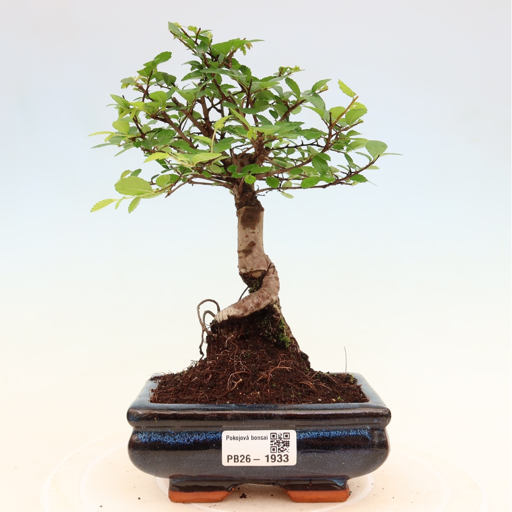 Kamerbonsai - Ulmus parvifolia - Winteriep