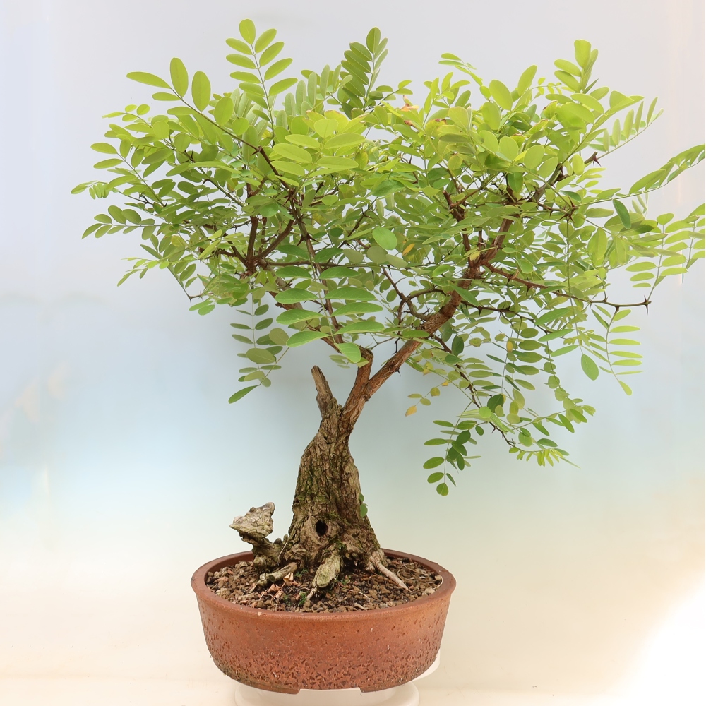 Bonsai voor buiten - Doornacacia - Robinia pseudoacacia