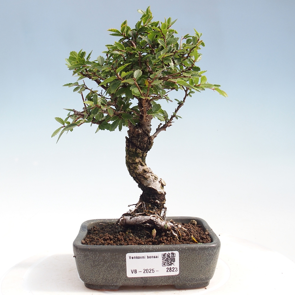 Bonsai voor buiten - Zelkova - Zelkova NIRE