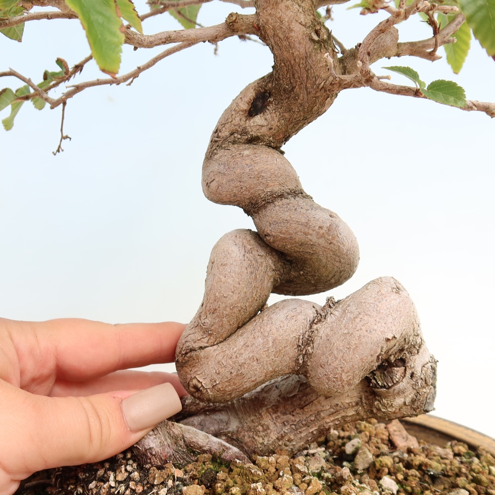 Bonsai voor buiten -Carpinus CARPINOIDES - Koreaanse haagbeuk