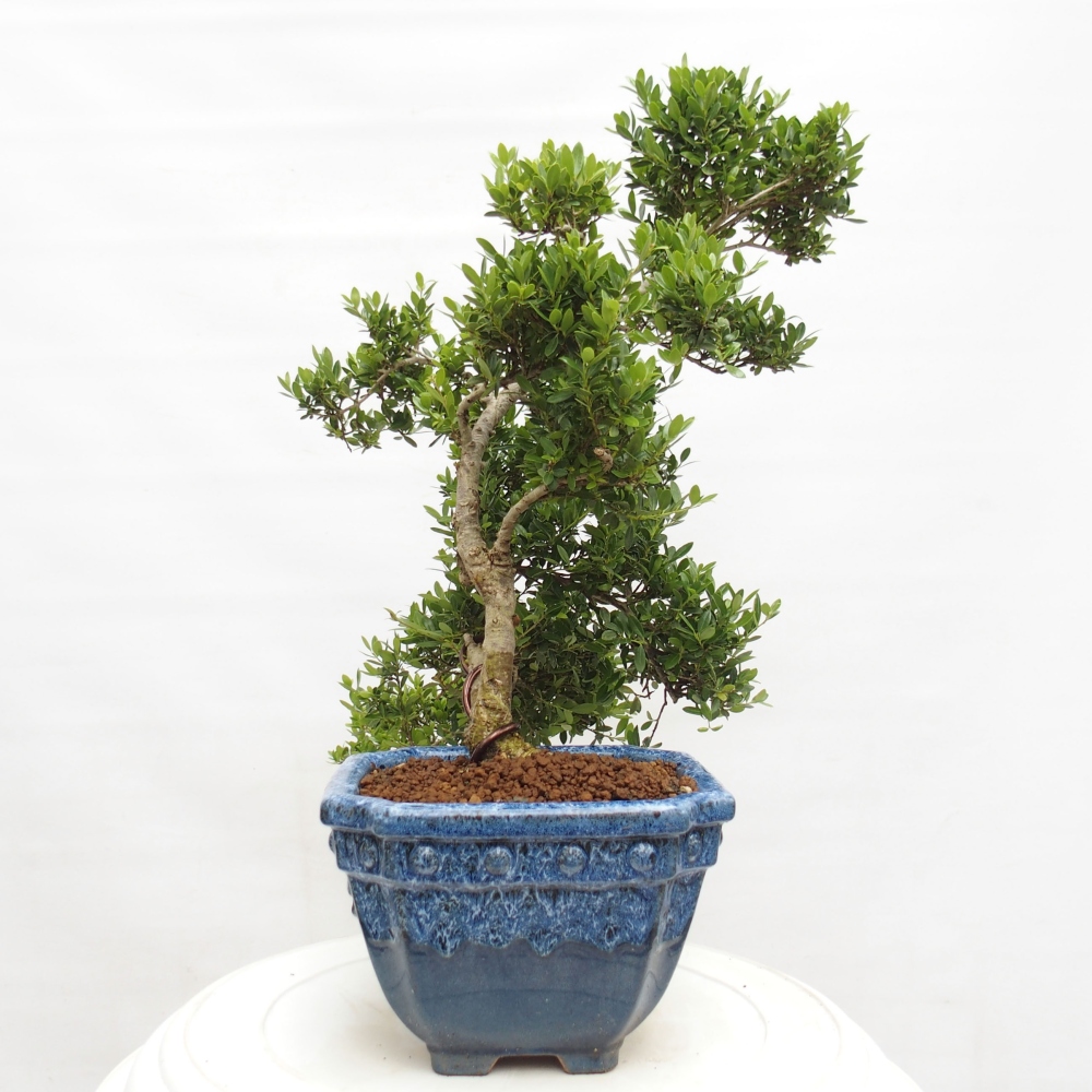 Kamerbonsai - Ilex crenata - Hulst