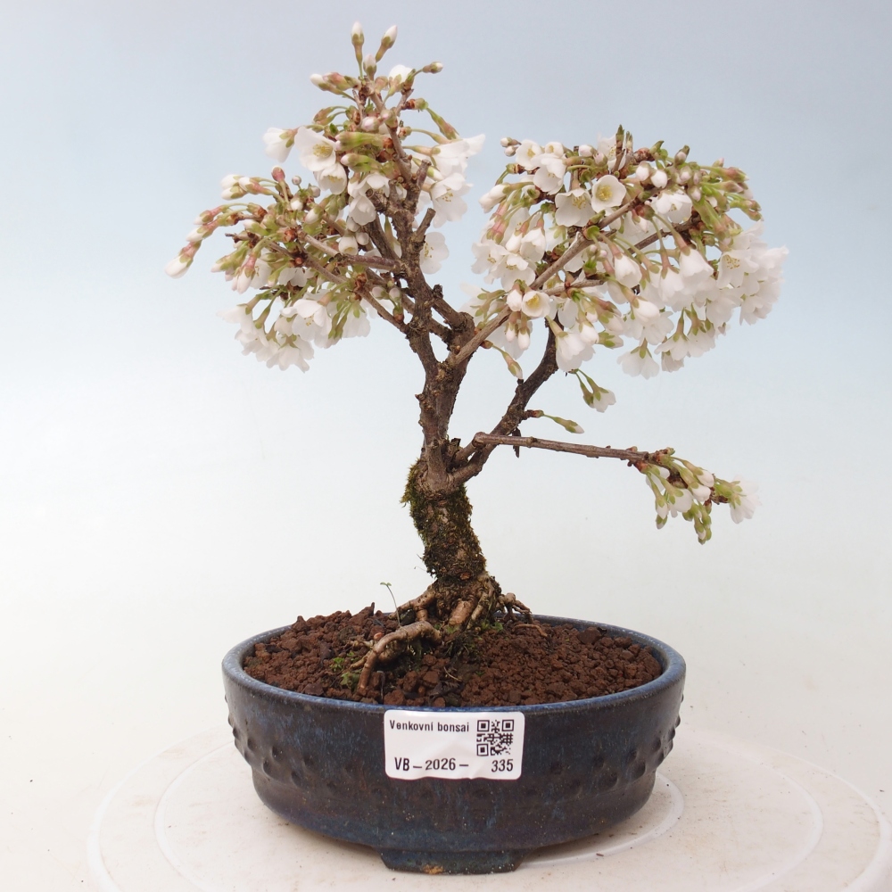 Bonsai voor buiten - Prunus incisa Kojou-no mai-Plivon uitgesneden