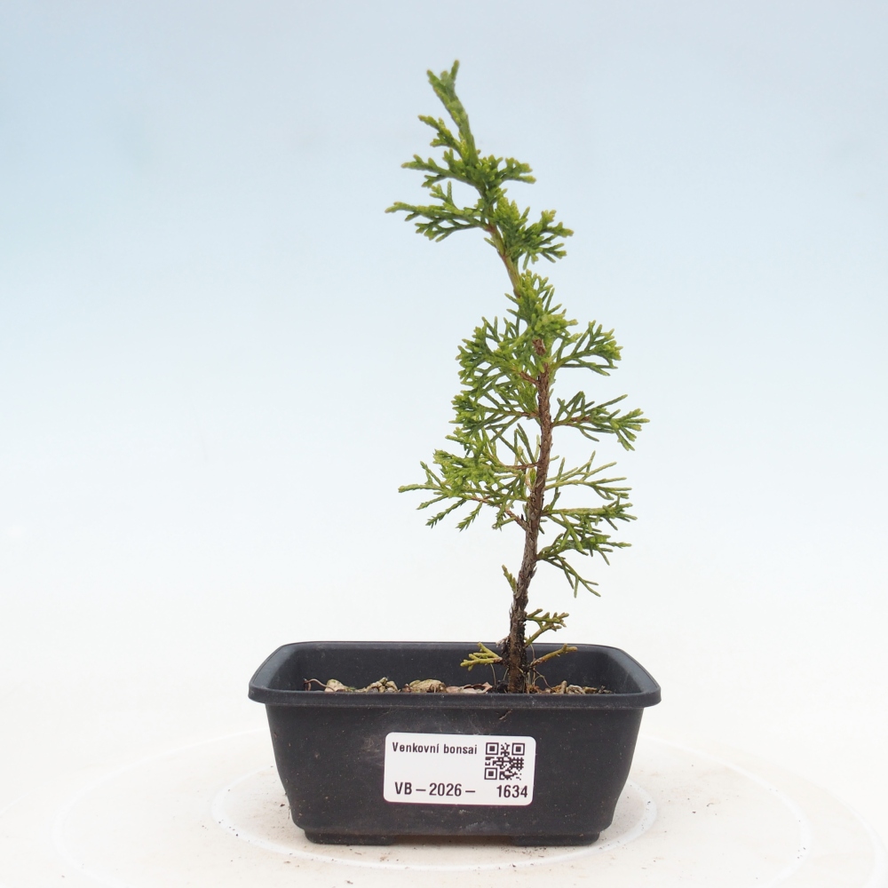 Bonsai voor buiten - Juniperus chinensis Itoigawa