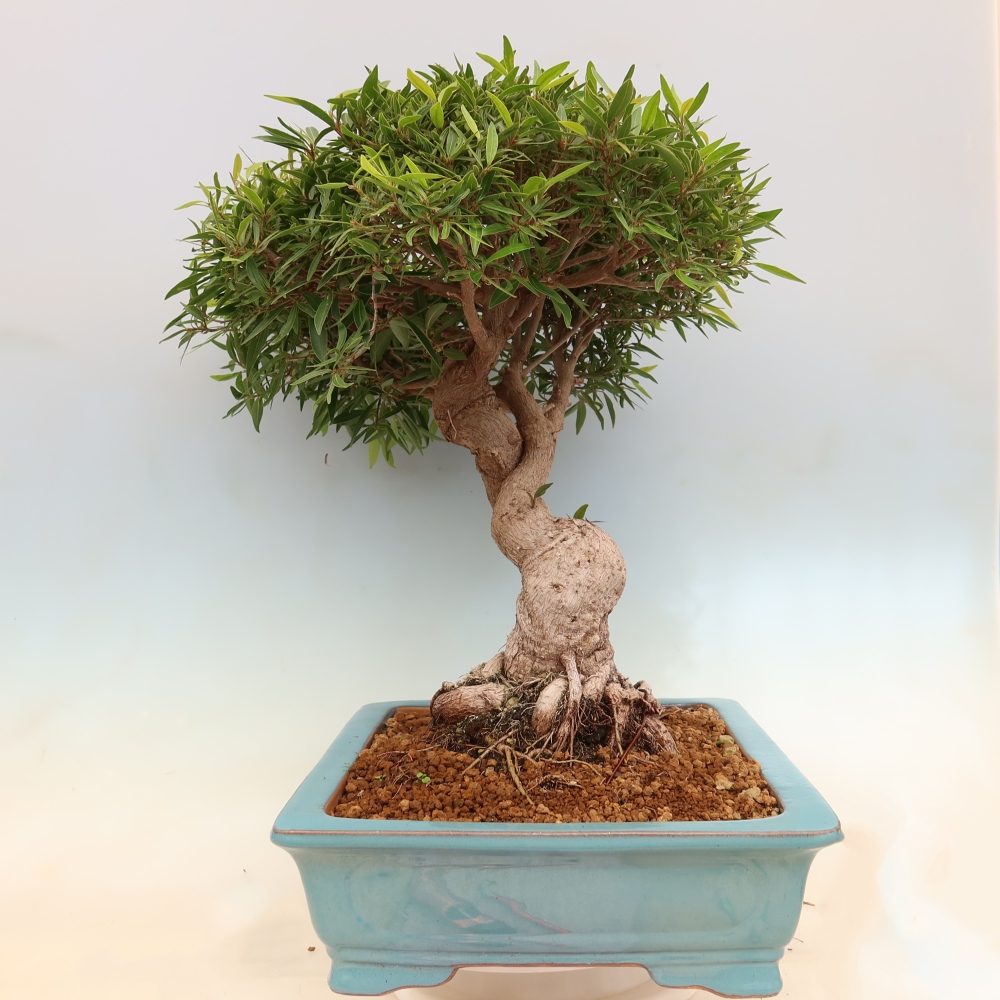Kamerbonsai - Ficus nerifolia - kleinbladige ficus