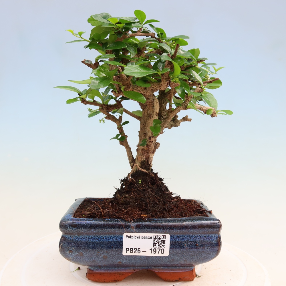 Kamerbonsai - Carmona macrophylla - Thee fuki