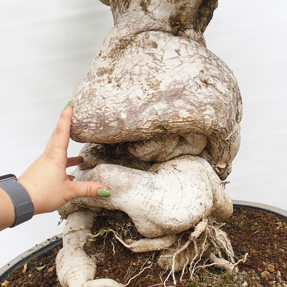 Kamerbonsai - Bouganwilea