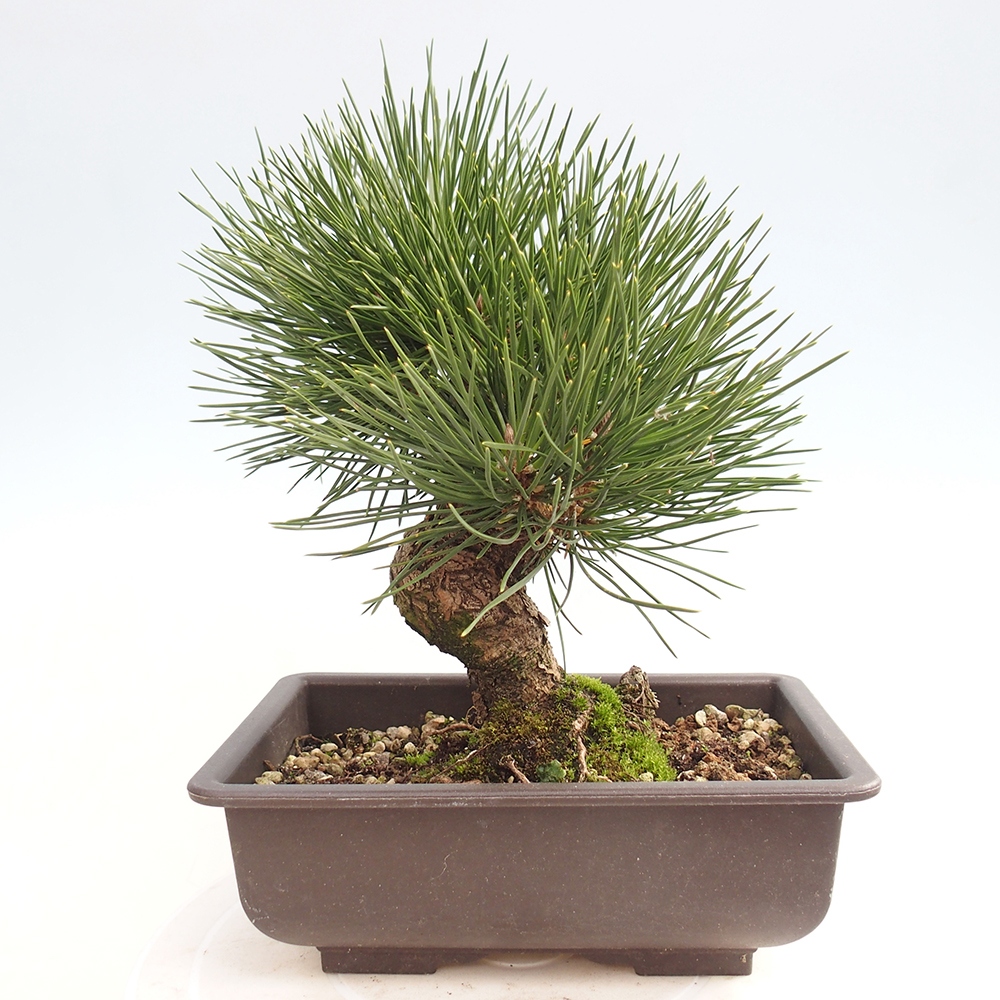 Bonsai voor buiten - Pinus thunbergii - Thunberg den