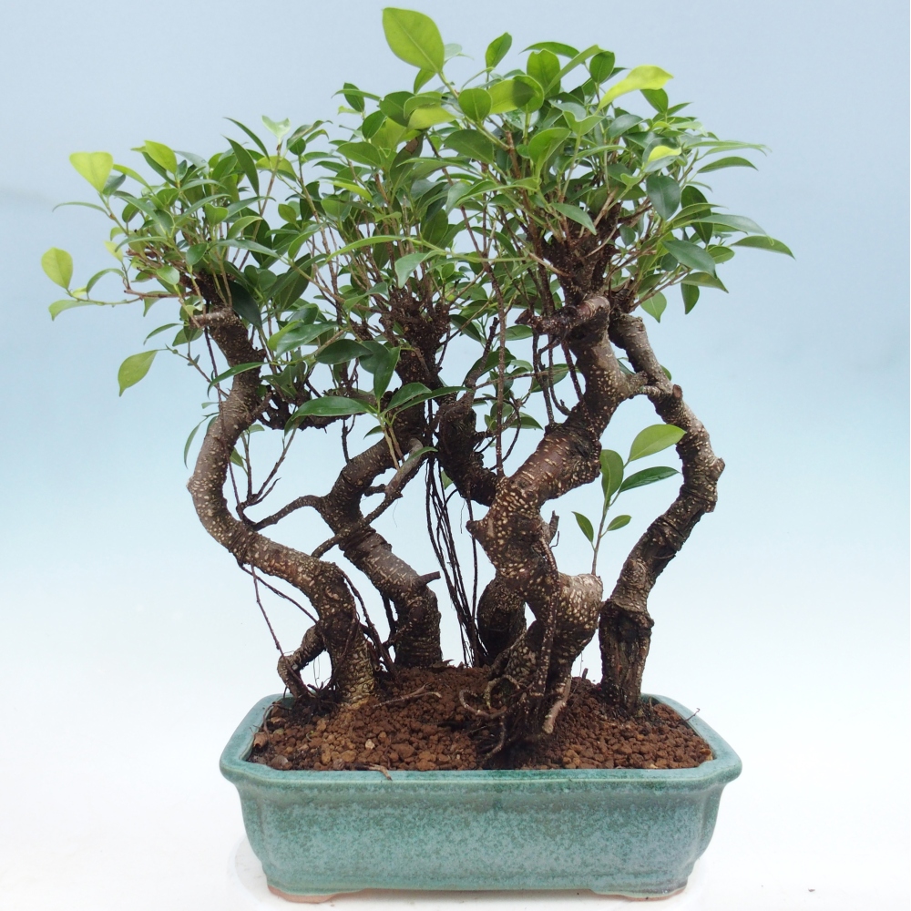 Kamerbonsai - Ficus kimmen - kleinbladige ficus