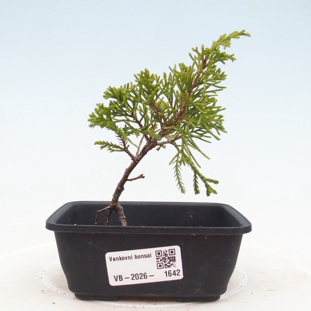 Bonsai voor buiten - Juniperus chinensis Itoigawa