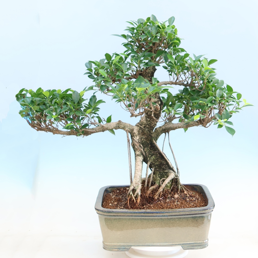 Kamerbonsai - Ficus kimmen - kleinbladige ficus