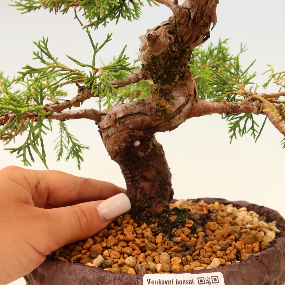 Bonsai voor buiten - Juniperus chinensis Itoigawa