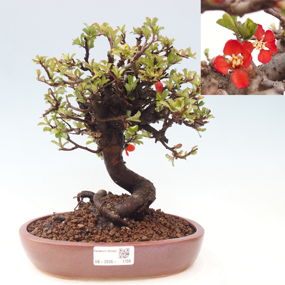 Bonsai voor buiten - Chaneomeles speciosa - Kweepeer