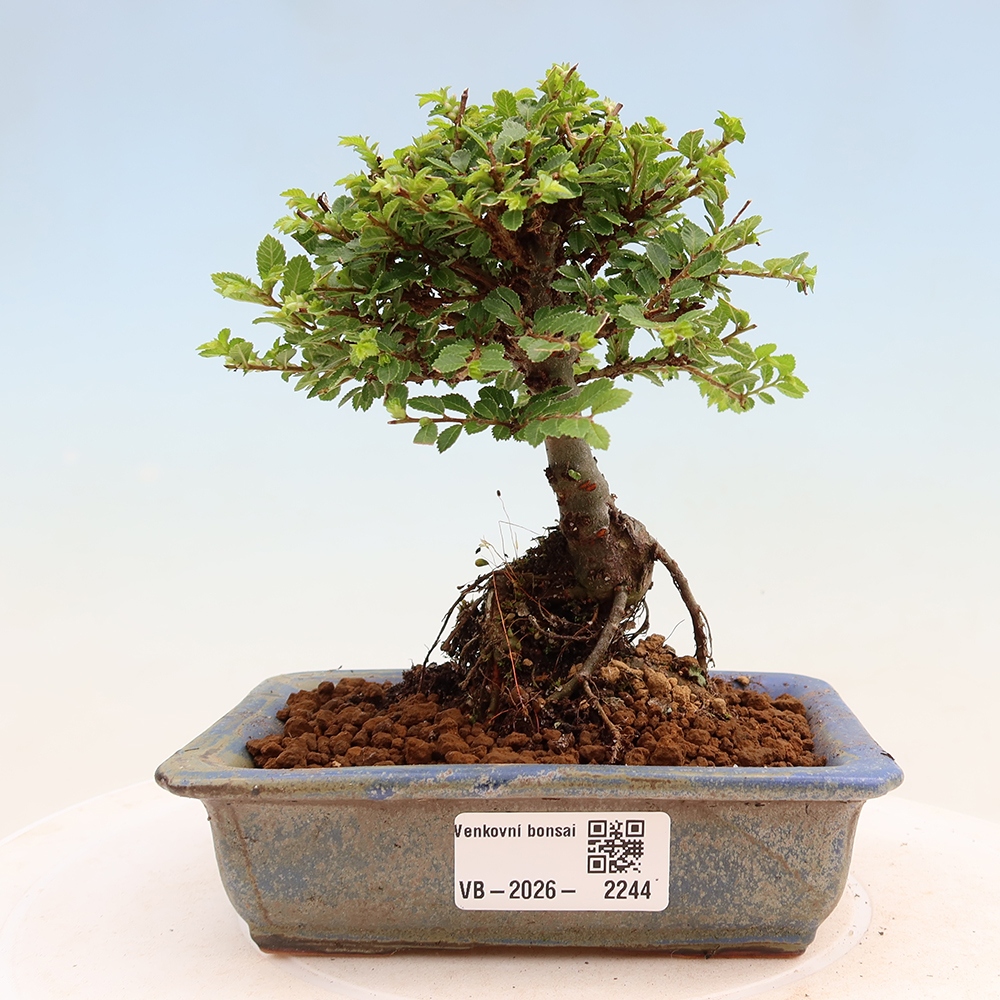 Bonsai voor buiten - Ulmus parvifolia Sagei - Kleinbladige iep