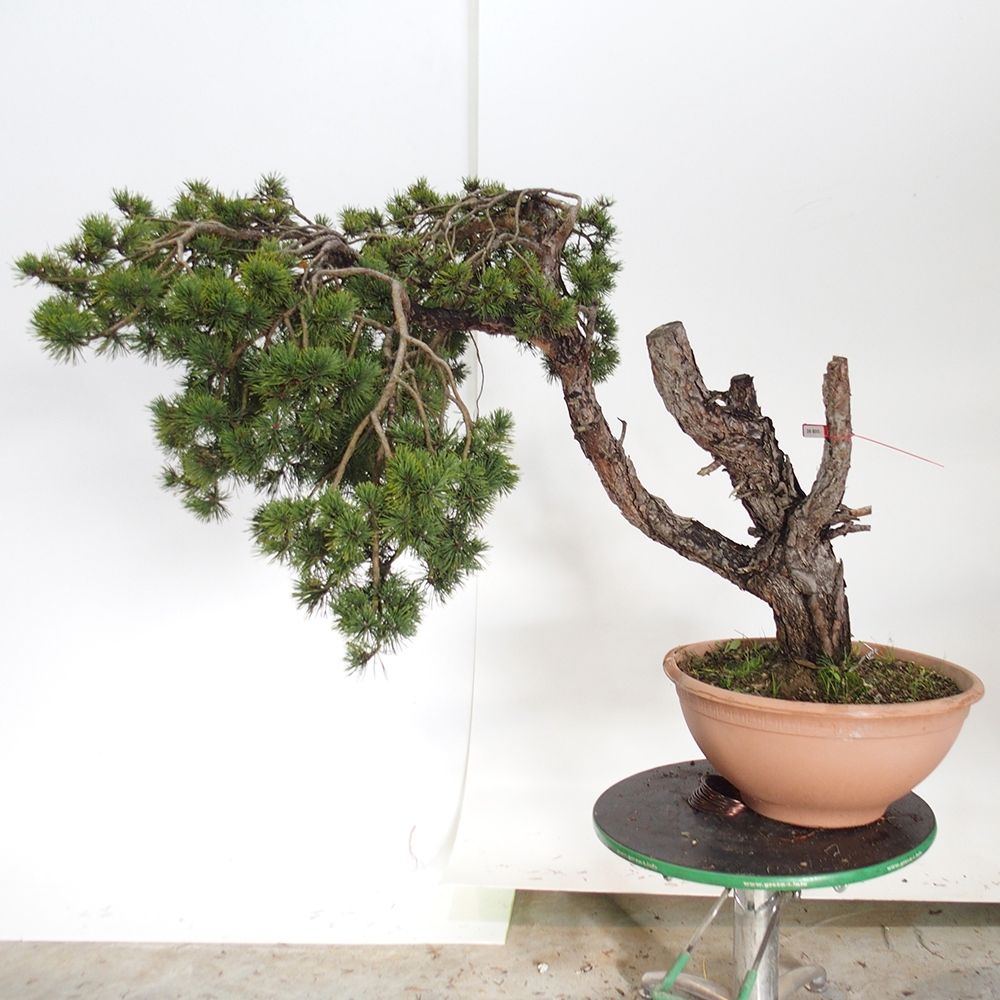 Yamadori - Pinus sylvestris Spanje