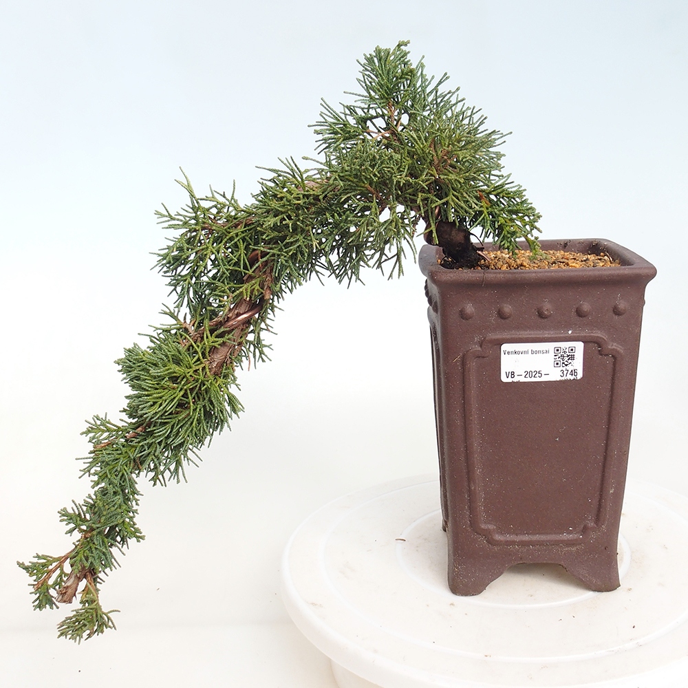 Bonsai voor buiten - Juniperus chinensis Kishu