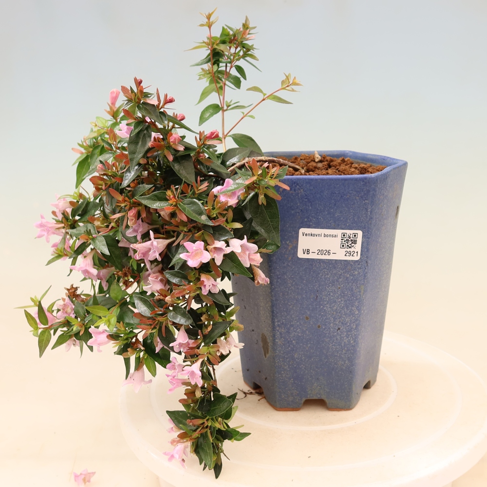 Buitenbonsai - Abelia Edward Goucher - Grootbloemige abelia