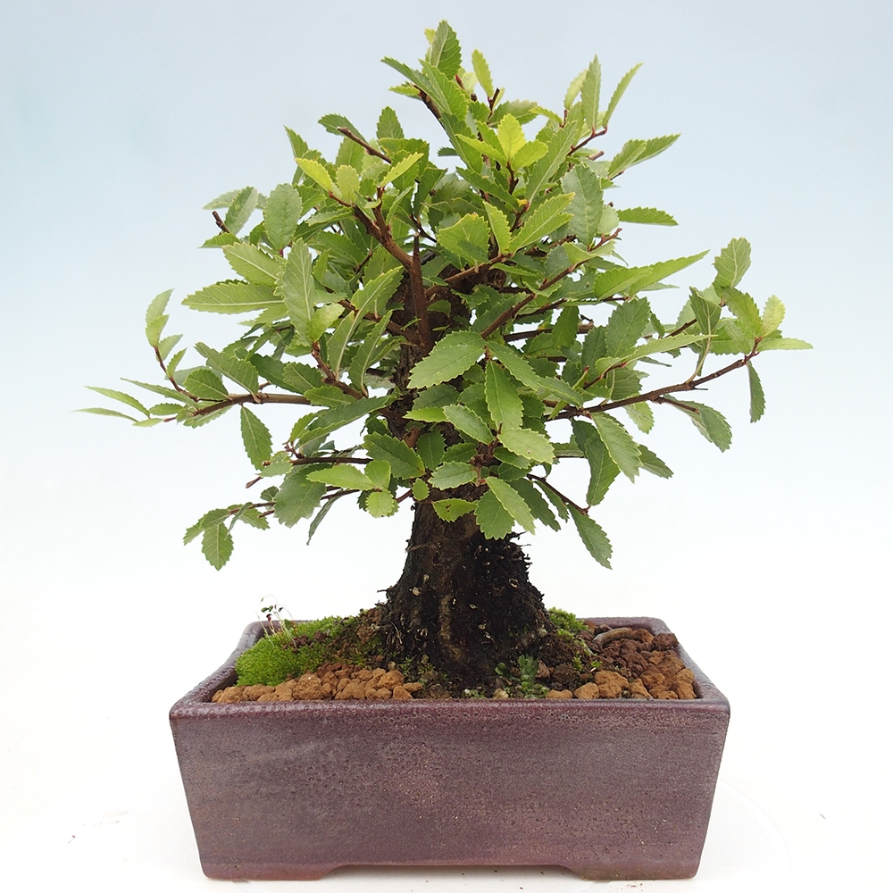Bonsai voor buiten - Zelkova - Zelkova NIRE