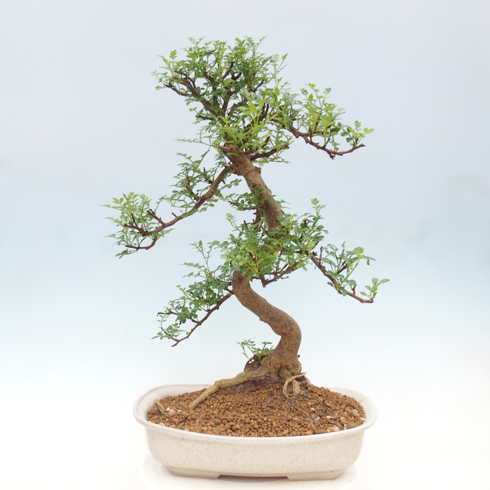 Kamerbonsai - Zantoxylum piperitum - peperboom