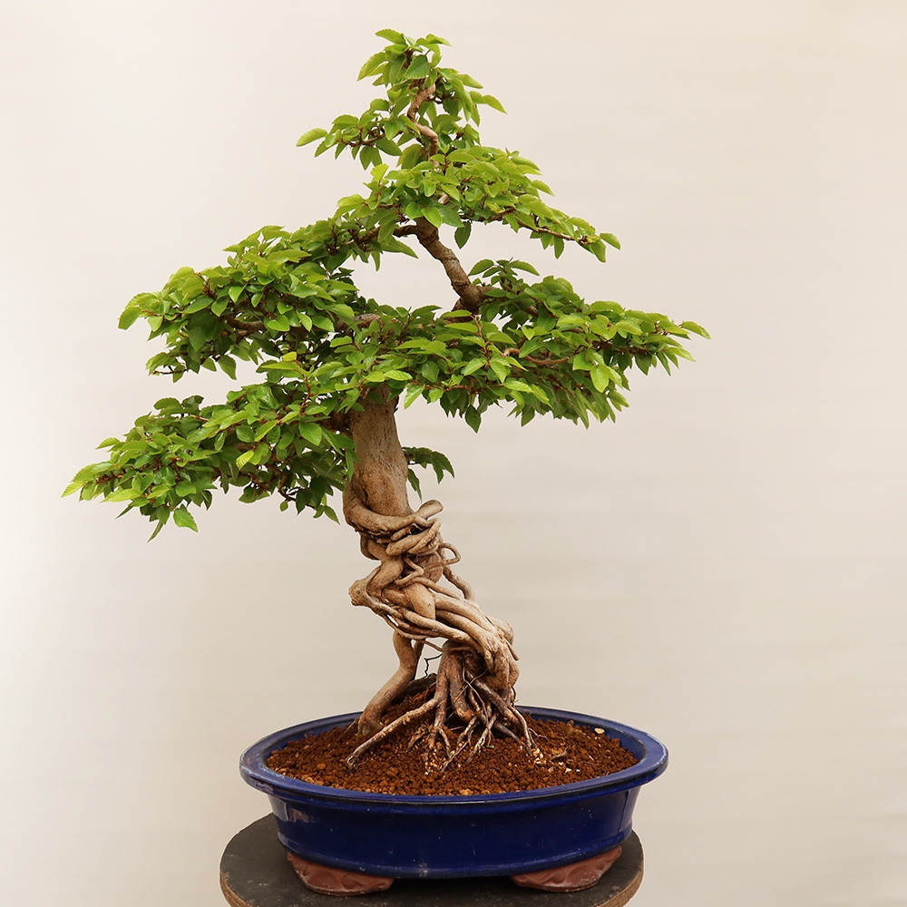 Bonsai voor buiten -Carpinus Coreana - Koreaanse haagbeuk