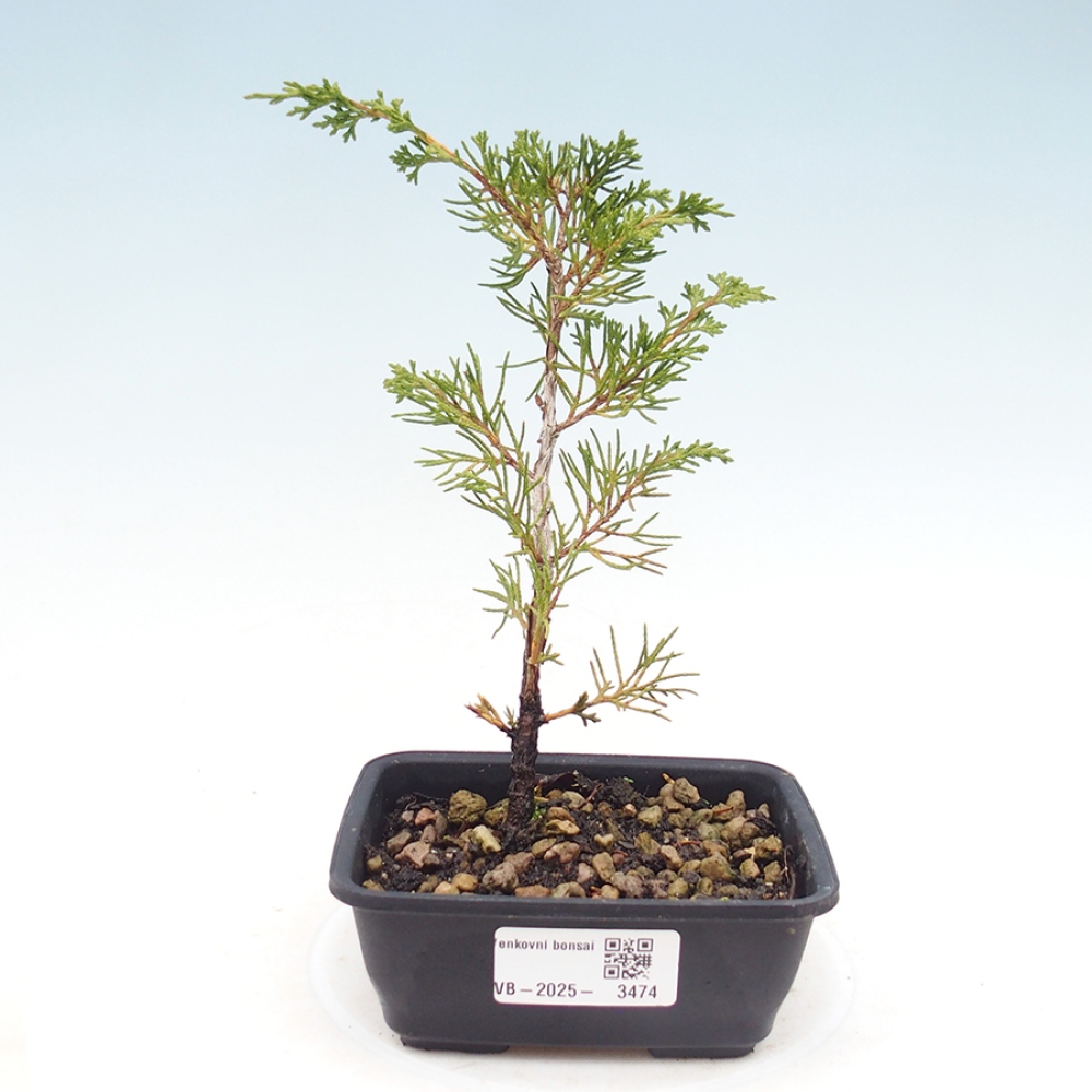Bonsai voor buiten - Juniperus chinensis Itoigawa