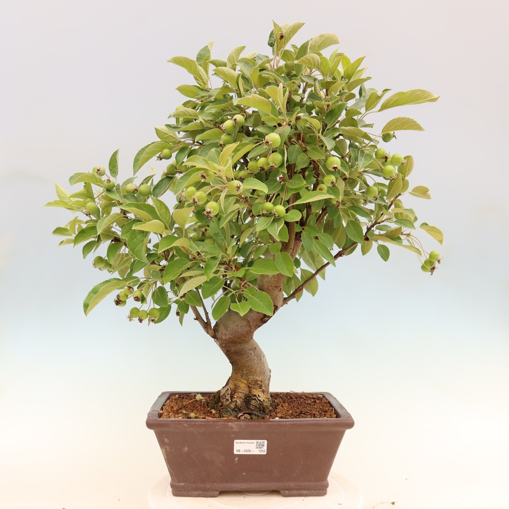 Bonsai voor buiten -Malus halliana - Appelboom met kleine vruchten