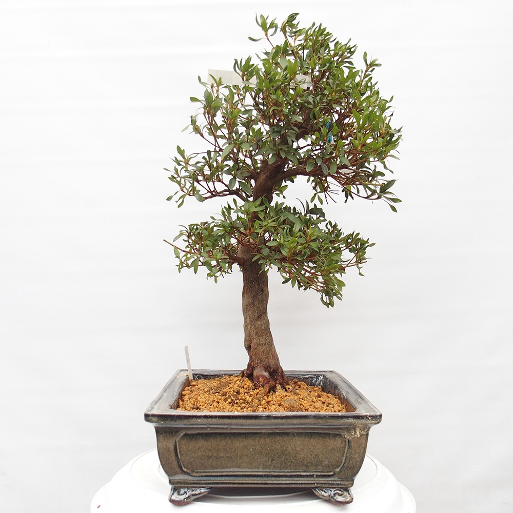 Bonsai voor buiten - Japanse azalea - Azalea CHIHIRO
