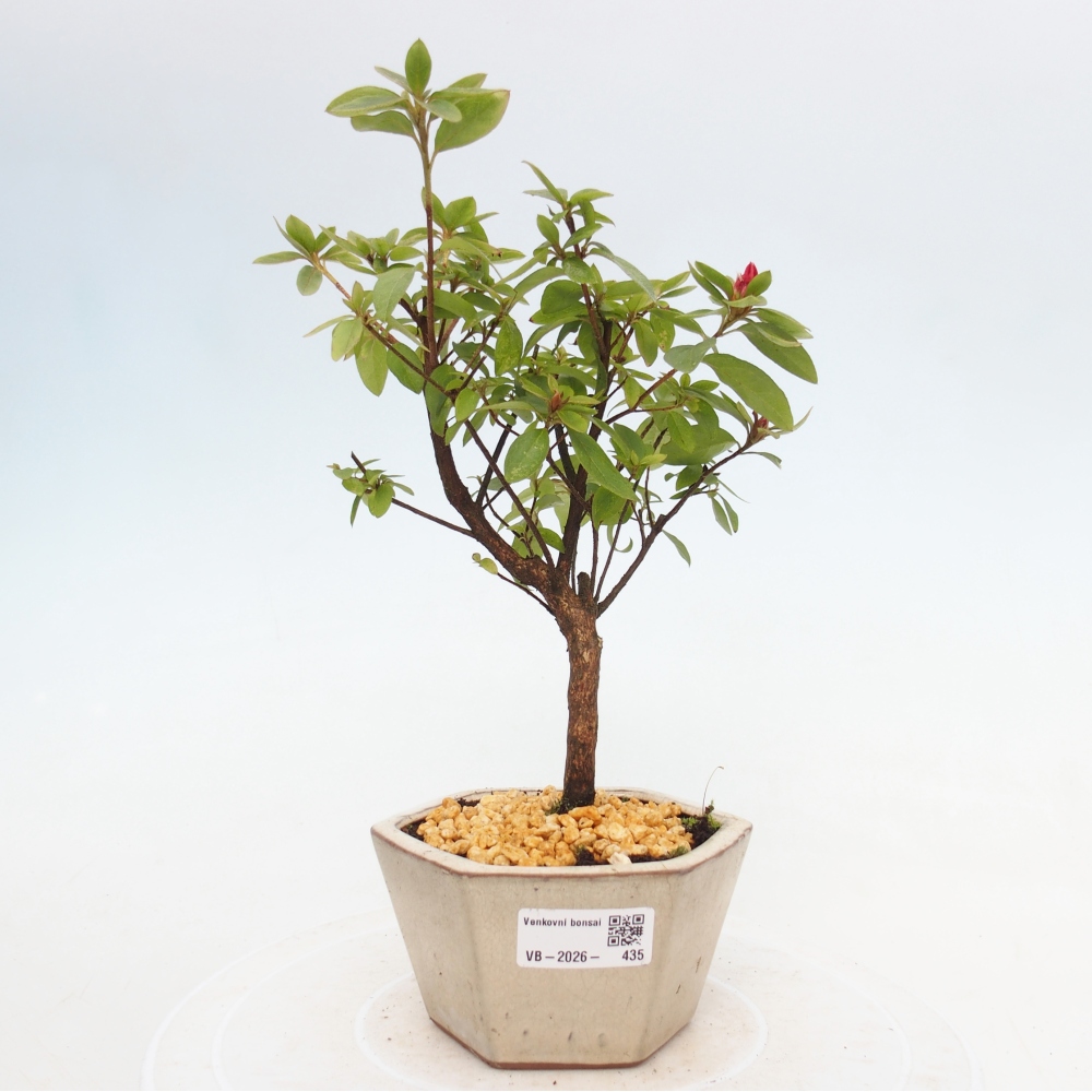 Bonsai voor buiten - Japanse azalea - Azalea sp.