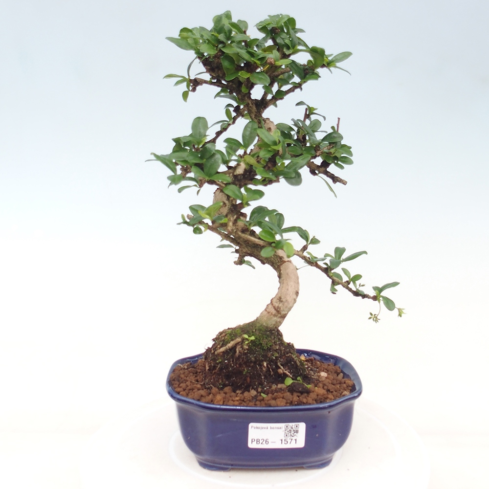 Kamerbonsai - Carmona macrophylla - Thee fuki