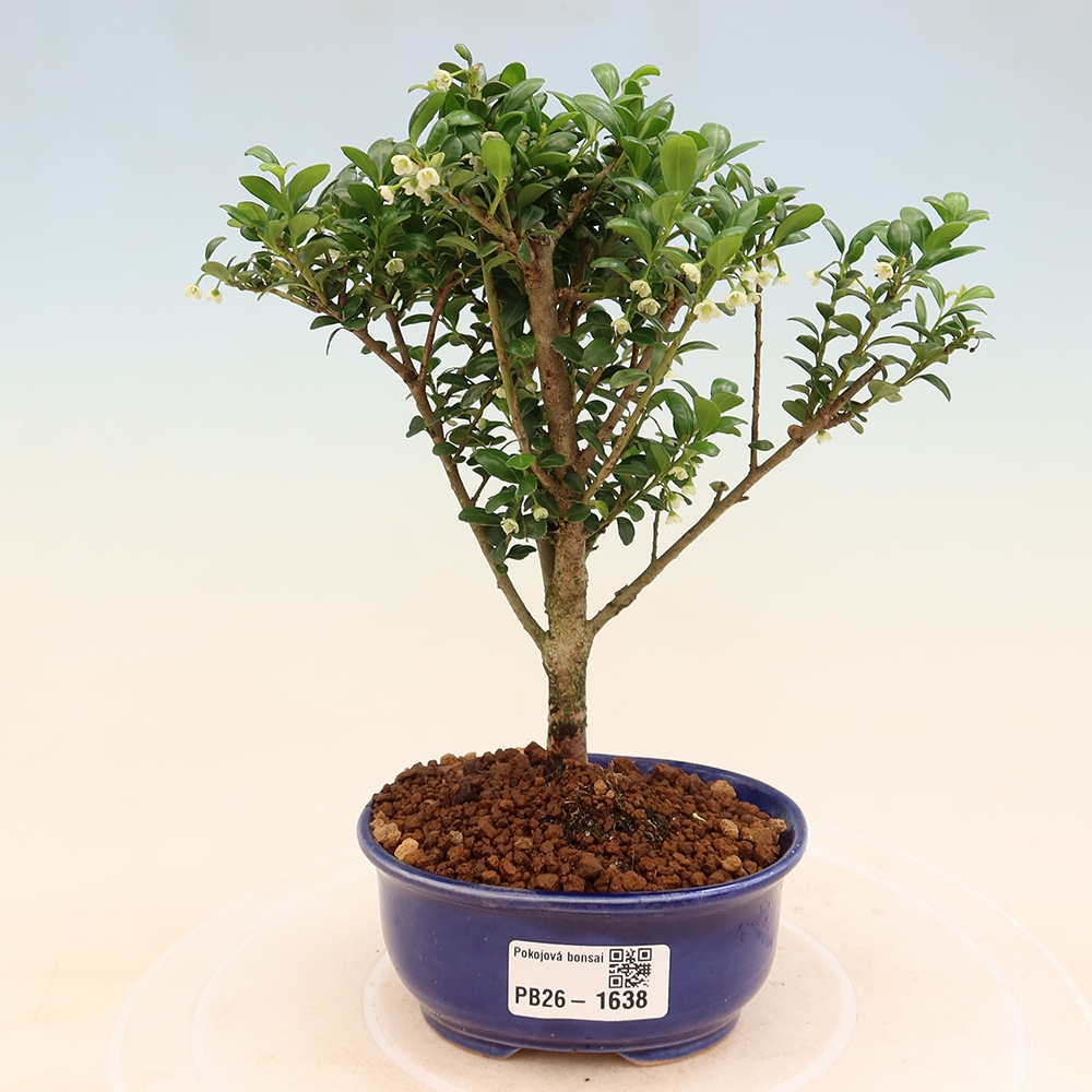 Kamerbonsai - Ilex crenata - Hulst