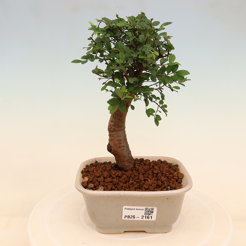 Kamerbonsai - Ulmus parvifolia - Winteriep