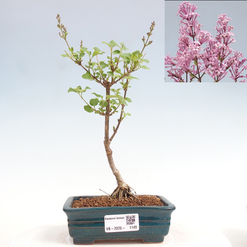Bonsai voor buiten - Syringa Meyeri Palibin - Meyersering