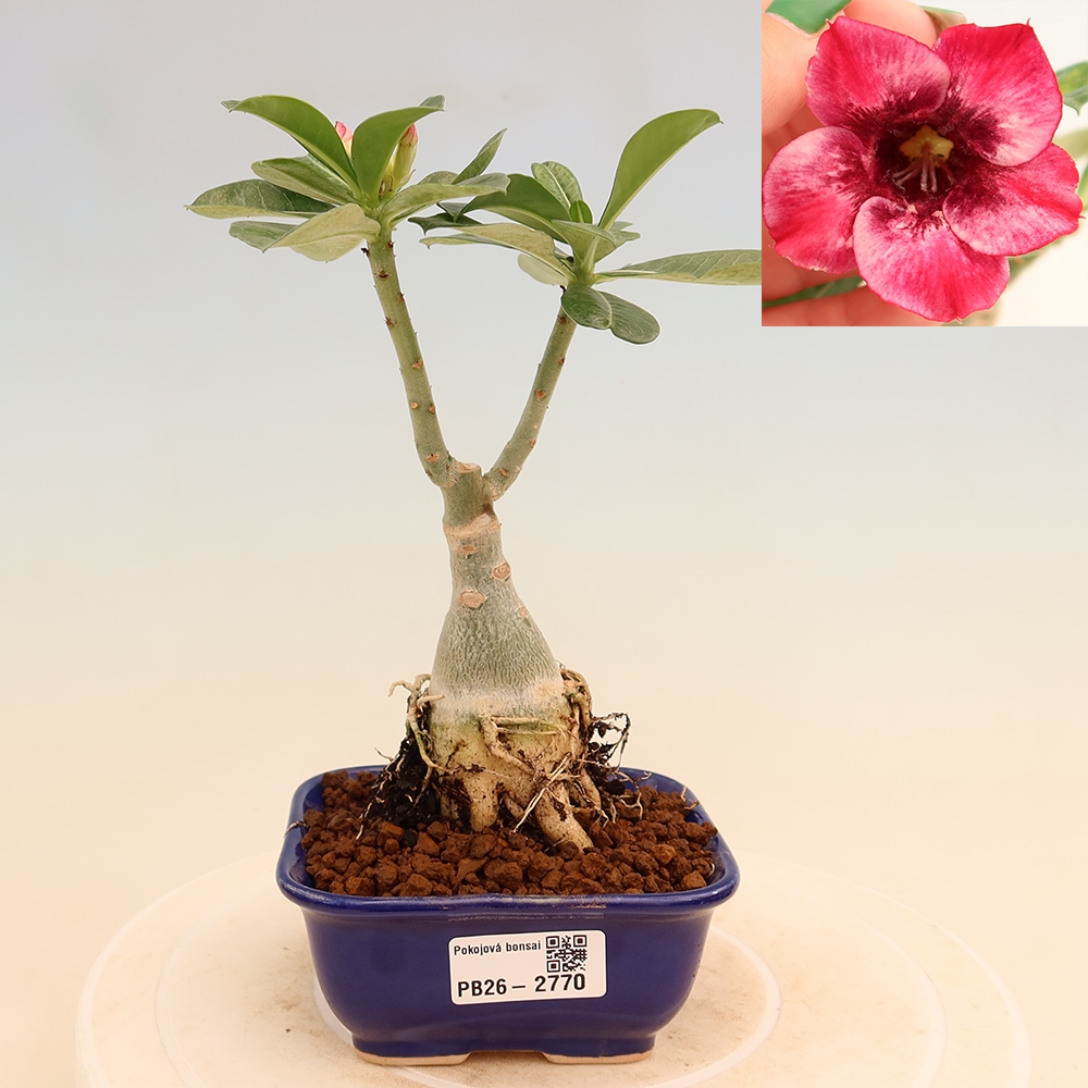 Kamerbonsai - Adenium obesum, geënt Mumbai Pink Diamond  - Woestijnroos