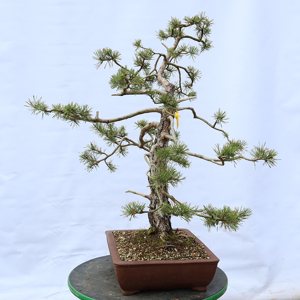 Pinus sylvestris Spanje - grove den